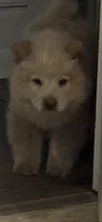 Kai, a male Chow Chow for sale in Calhoun, GA – 3 of 3