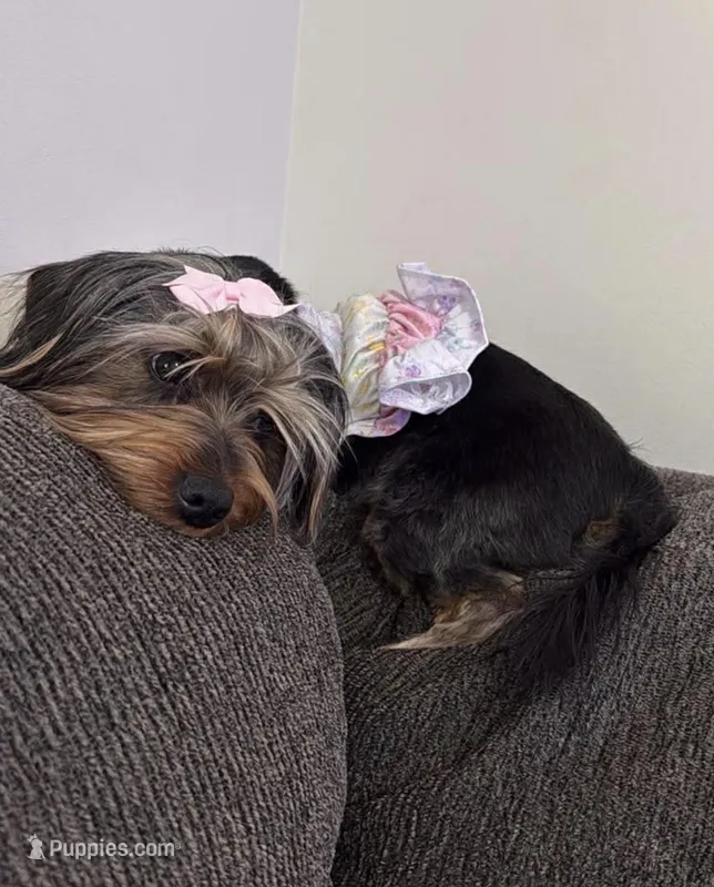 Nala – Yorkipoo puppy for sale in Calhoun, GA