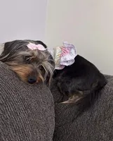 Nala, a female Yorkipoo for sale in Calhoun, GA – Photo 1 of 5