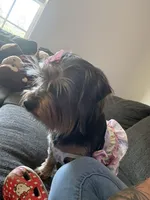 Nala, a female Yorkipoo for sale in Calhoun, GA – Photo 4 of 5