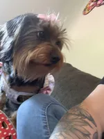 Nala, a female Yorkipoo for sale in Calhoun, GA – Photo 5 of 5