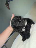 Black boy, a male Miniature Goldendoodle for sale in Calhoun, GA – 7 of 7