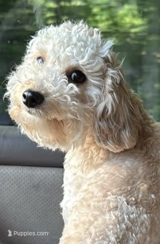 Blu – Cavapoo, Poodle - Toy  puppy for sale in Calhoun, GA