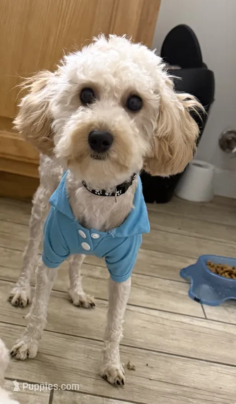 Blu – Cavapoo, Poodle - Toy  puppy for sale in Calhoun, GA