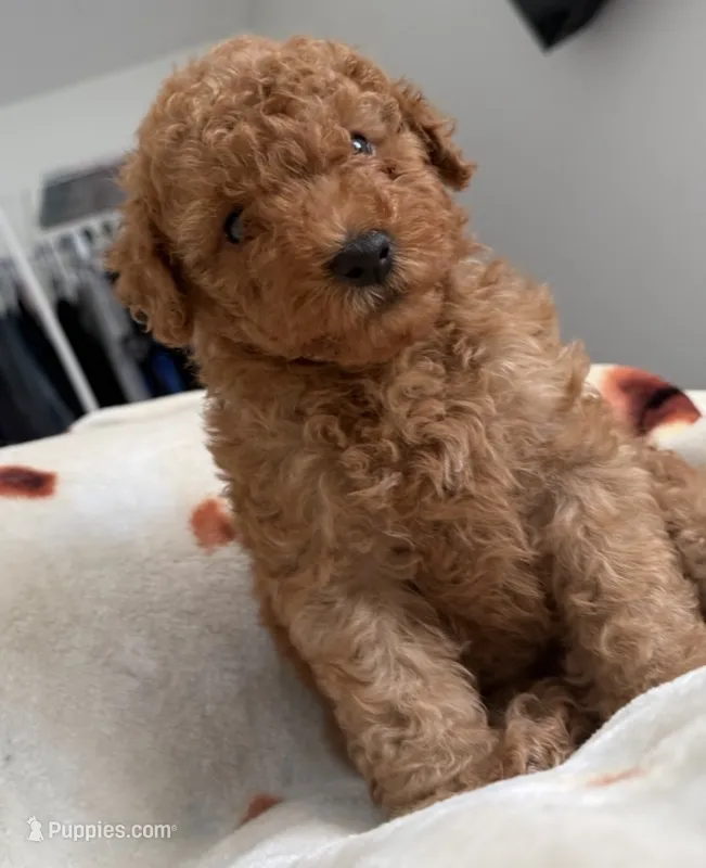 Red boy – Miniature Goldendoodle puppy for sale in Calhoun, GA