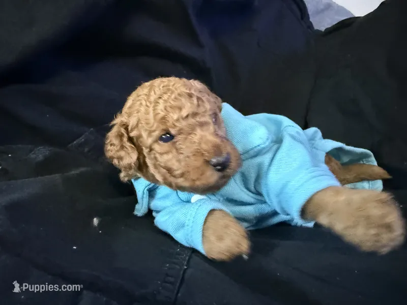 Red boy – Miniature Goldendoodle puppy for sale in Calhoun, GA