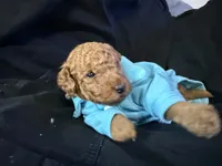Red boy, a male Miniature Goldendoodle for sale in Calhoun, GA – 1 of 1
