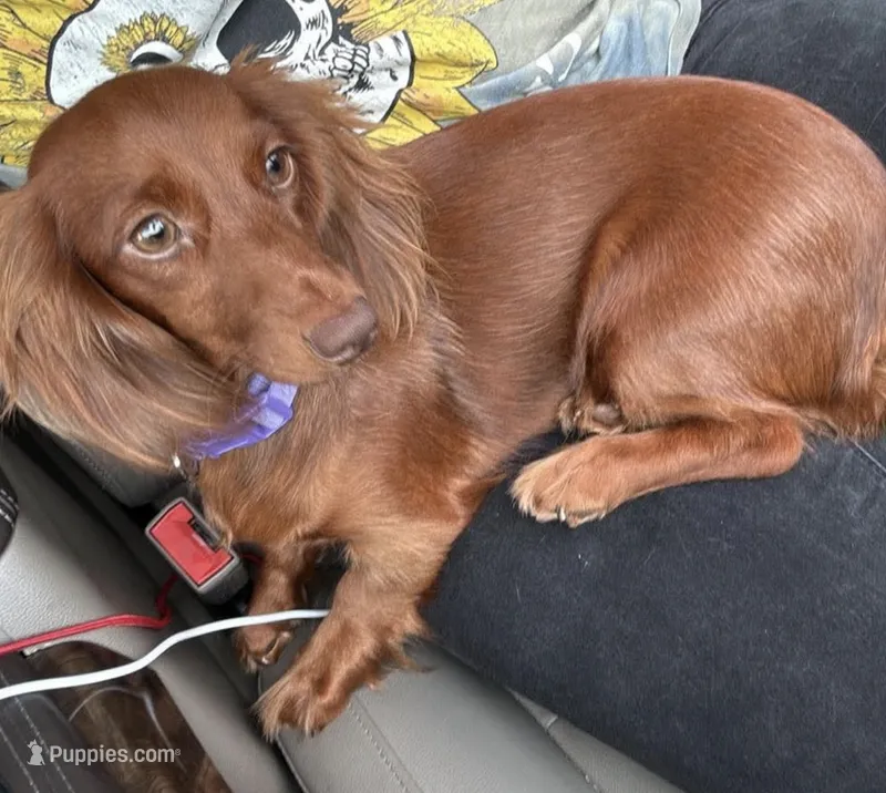 Beenie weenie girl – Miniature Dachshund puppy for sale in Calhoun, GA