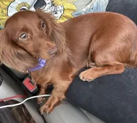Beenie weenie girl, a female Miniature Dachshund for sale in Calhoun, GA – 1 of 2