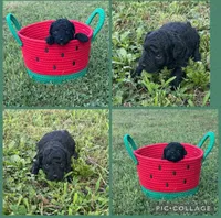 Black boy , a male Poodle - Toy  for sale in Calhoun, GA – 2 of 6