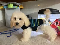 Parker , a male Maltipoo for sale in Calhoun, GA – 7 of 8
