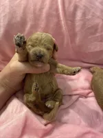 Golden maltipoo, a female Maltipoo and Miniature Goldendoodle for sale in Calhoun, GA – 4 of 10