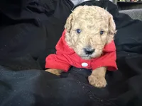 Gold boy , a male Miniature Goldendoodle for sale in Calhoun, GA – 1 of 1