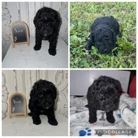 Black boy , a male Poodle - Toy  for sale in Calhoun, GA – 4 of 6