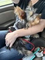 Belle, a female Yorkshire Terrier for sale in Calhoun, GA – 4 of 4