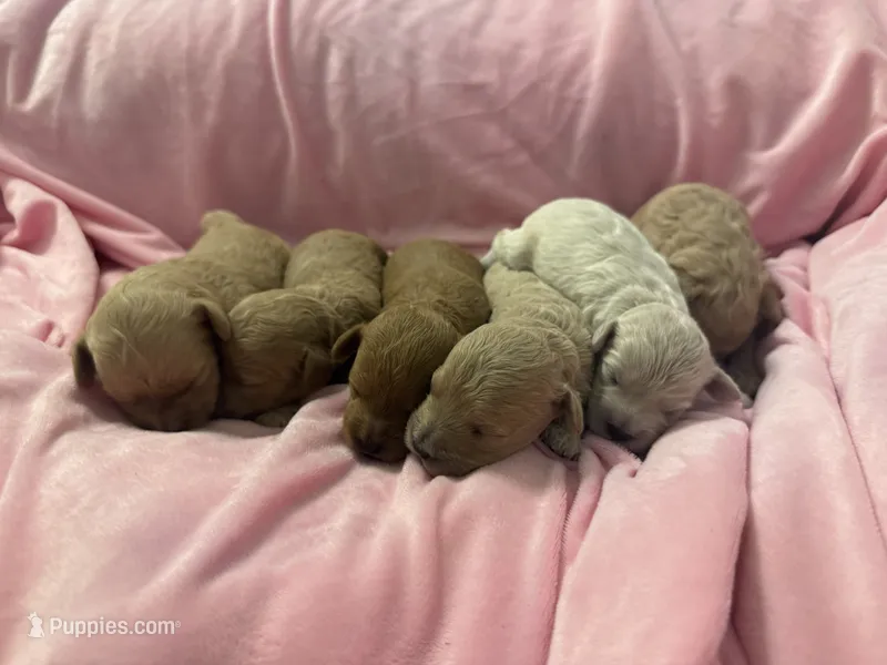 Golden maltipoo – Maltipoo, Miniature Goldendoodle puppy for sale in Calhoun, GA