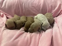 Golden maltipoo, a female Maltipoo and Miniature Goldendoodle for sale in Calhoun, GA – 1 of 10