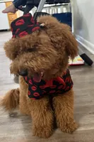 Dash, a male Miniature Goldendoodle for sale in Calhoun, GA – 6 of 7