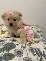 Dixie , a female Pomeranian for sale in Calhoun, GA – 6 of 6