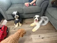 Theo , a male Miniature Bernedoodle for sale in Calhoun, GA – 2 of 3