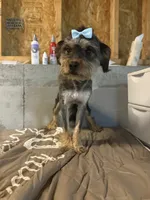 Star, a female Miniature Bernedoodle for sale in Calhoun, GA – 5 of 5