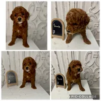 Red boy , a male Poodle - Toy  for sale in Calhoun, GA – 2 of 5