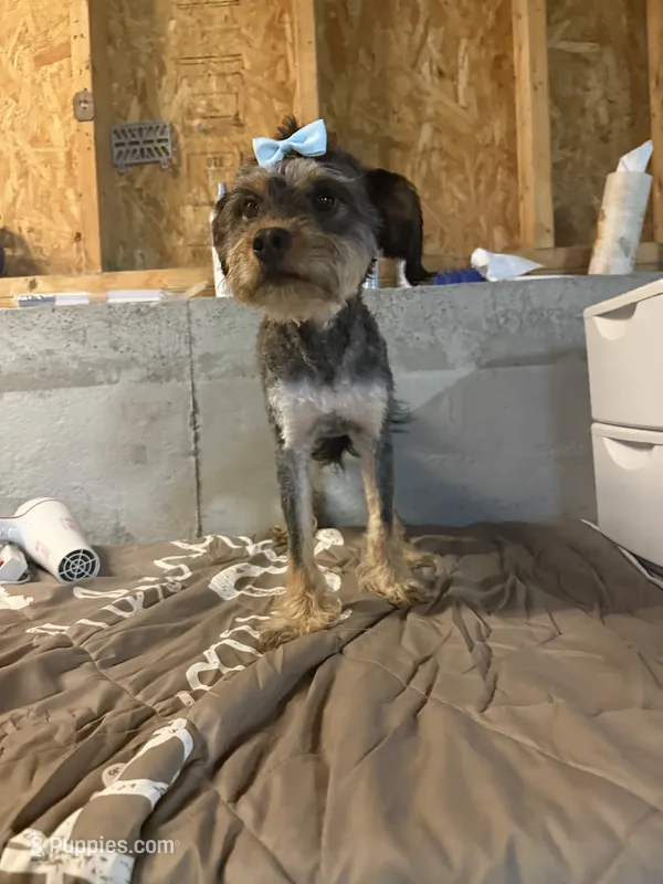 Star – Miniature Bernedoodle puppy on hold in Calhoun, GA