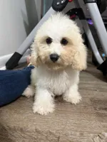 Parker , a male Maltipoo for sale in Calhoun, GA – 2 of 8