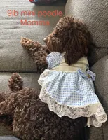 Blk girl, a female Miniature Goldendoodle for sale in Calhoun, GA – 3 of 4