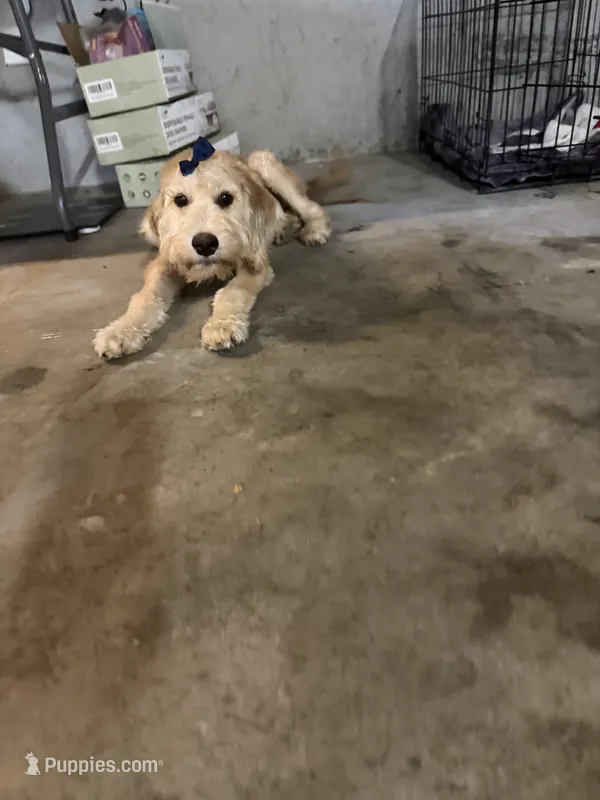 Sunshine  – Goldendoodle puppy for sale in Calhoun, GA