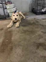 Sunshine , a female Goldendoodle for sale in Calhoun, GA – 1 of 8