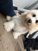 Parker , a male Maltipoo for sale in Calhoun, GA – 3 of 8