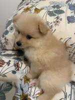 Pom Pom , a female Pomeranian for sale in Calhoun, GA – 5 of 9