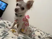 Daisy  , a female Chihuahua for sale in Calhoun, GA – 5 of 5