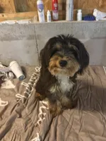 Leo, a male Miniature Bernedoodle for sale in Calhoun, GA – 2 of 9
