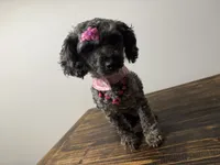 Baby girl , a female Poodle - Toy  and Miniature Goldendoodle for sale in Calhoun, GA – 2 of 9