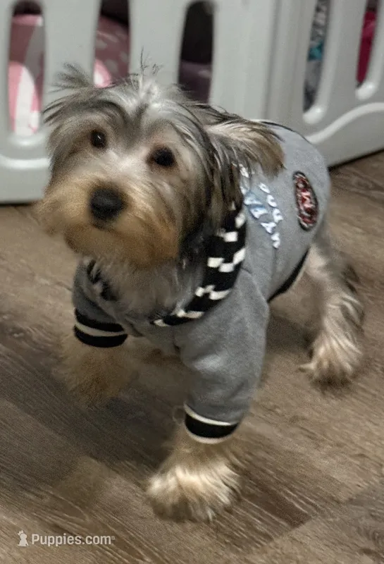 Milo – Yorkshire Terrier puppy for sale in Calhoun, GA