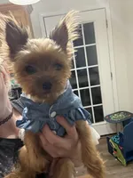 Millie, a female Yorkshire Terrier for sale in Calhoun, GA – 3 of 6