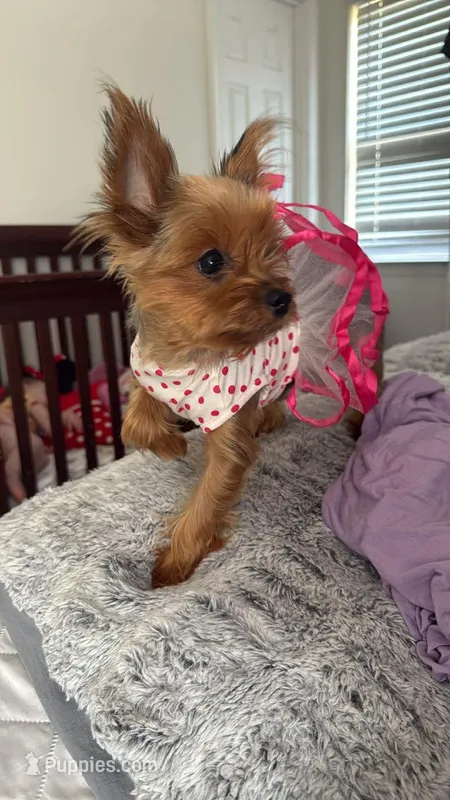 Millie – Yorkshire Terrier puppy for sale in Calhoun, GA