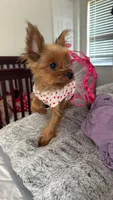 Millie, a female Yorkshire Terrier for sale in Calhoun, GA – 1 of 6
