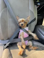 Millie, a female Yorkshire Terrier for sale in Calhoun, GA – 6 of 6