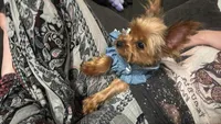 Millie, a female Yorkshire Terrier for sale in Calhoun, GA – 2 of 6