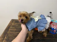 Millie, a female Yorkshire Terrier for sale in Calhoun, GA – 5 of 6