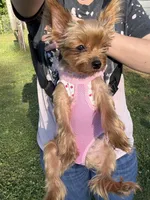 Millie, a female Yorkshire Terrier for sale in Calhoun, GA – 4 of 6