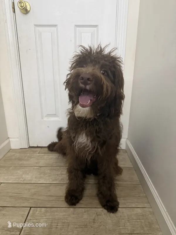 Waylon  – Miniature Bernedoodle puppy for sale in Calhoun, GA