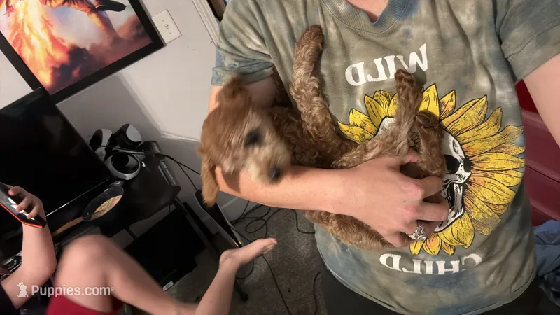 Spike – Cavalier King Charles Spaniel, Poodle - Toy  puppy for sale in Calhoun, GA