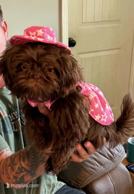 Maybell – Shih Tzu puppy for sale in Calhoun, GA