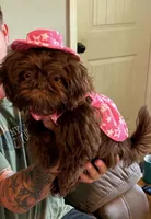 Maybell, a female Shih Tzu for sale in Calhoun, GA – 1 of 2