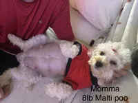 Golden maltipoo, a female Maltipoo and Miniature Goldendoodle for sale in Calhoun, GA – 9 of 10