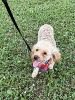Sweet boy , a male Poodle - Miniature  for sale in Calhoun, GA – 3 of 4